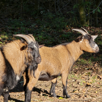 fca987ebc74ebc8a2a3abd55a2e51d2c