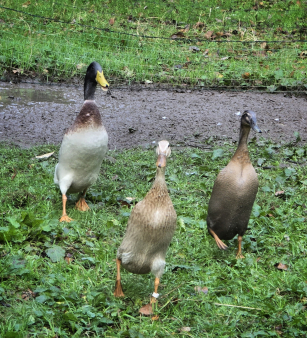 190876e6b3dad645ddaef738abdb6a3c (1)